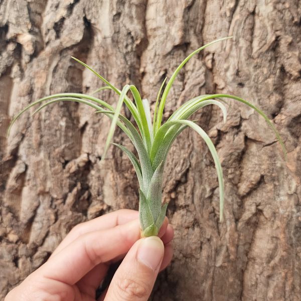 福果×噴泉/Tillandsia ionantha Fuego × Exserta 