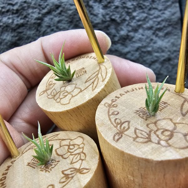 白天鵝 × 紅小犀牛(不挑株)/Tillandsia barfussii × pruinosa 