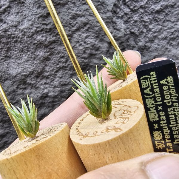 初戀 × 德K榛(A型)M尺寸不挑株/Tillandsia arequitae × ionantha haselnuss clone A 