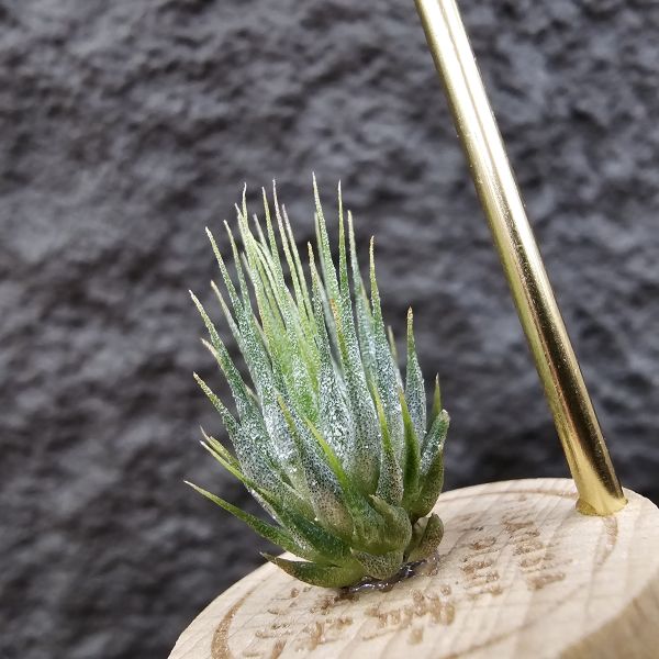德K榛果/Tillandsia ionantha haselnuss(KK) 