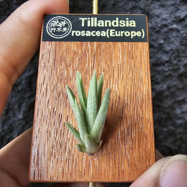 Tillandsia rosacea(Europe) 