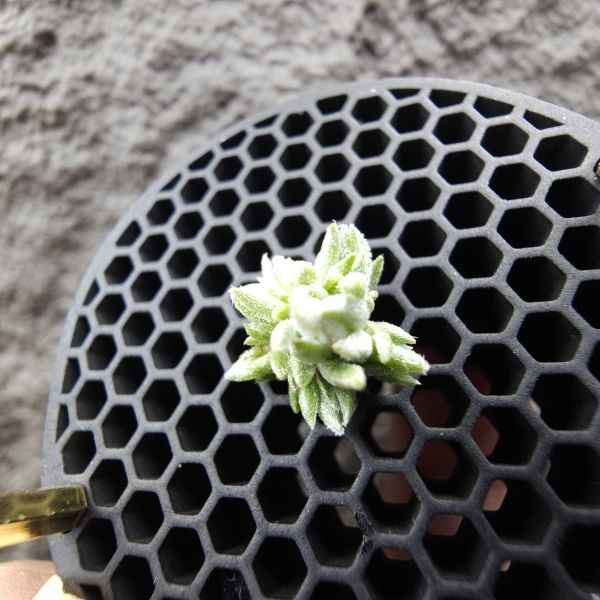 雪鵝×銀冰(叢7頭)/Tillandsia SP. × chiletensis 