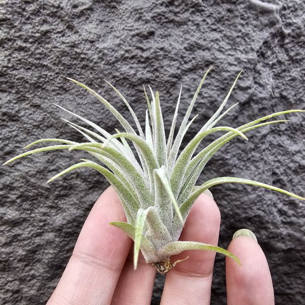 蘇黎世/Tillandsia sucrei 