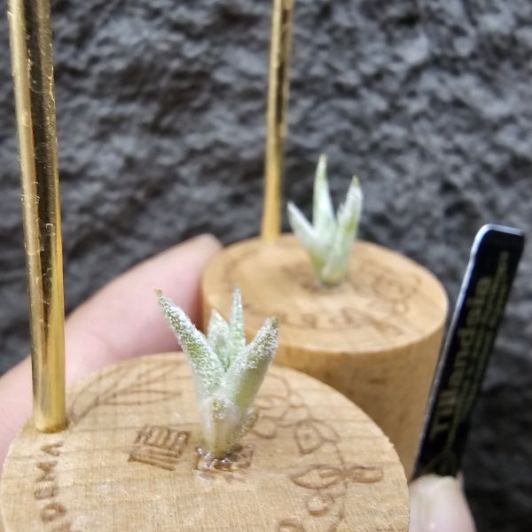 長莖Ryan(不挑株)/Tillandsia ionantha v. van-hyningii The cutest Ryan 