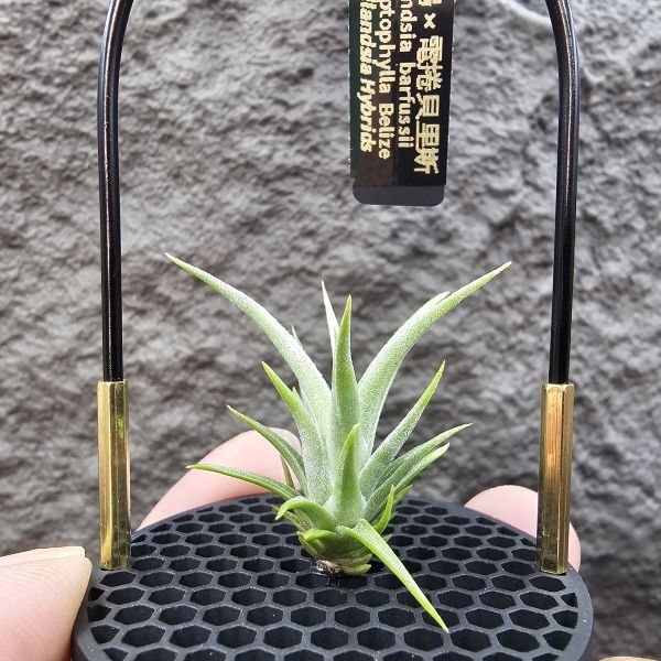 白天鵝×電捲燙貝里斯/Tillandsia barfussii × streptophylla Belize 
