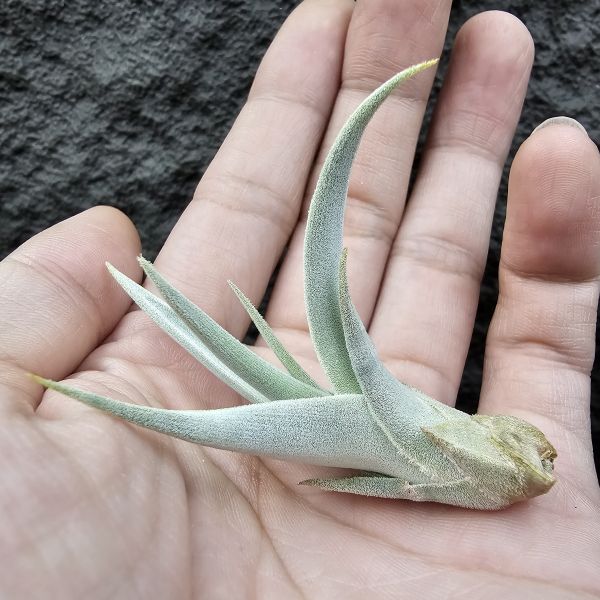 德K白天鵝X？(圖四、五母株參考)/Tillandsia barfussii X？(KK)德國農場相當高價的大型白天鵝！母株購買時近3W，具描述可能是與雪鵝SP.的交種，與常見的白天鵝相較看似有偏白些，有無差異則依個人的主觀判斷覺得有收藏價值在購買！ 