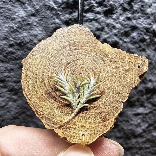 卡畢拉瑞斯-小型/Tillandsia capillaris~一款型態感覺上整齊對生、會生長較長型的卡畢、多叢生可參考圖三 