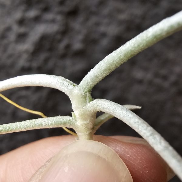 莫利斯/Tillandsia mollis(Europe) 