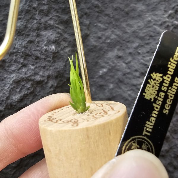 螺絲(實生)不挑株！/Tillandsia Subulifera seedling~建議養在散射光明亮處避免直曬 
