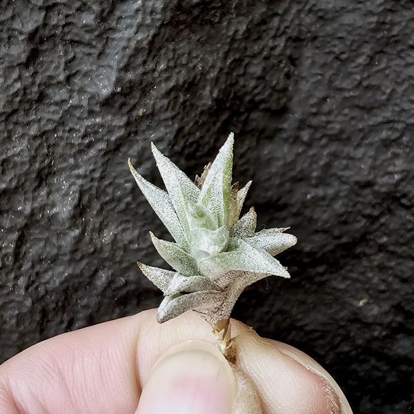 安古/Tillandsia angulosa 