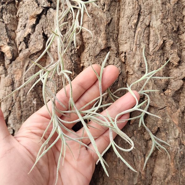 松蘿-粗麵條/Tillandsia Usneoides (thick leaf form) 