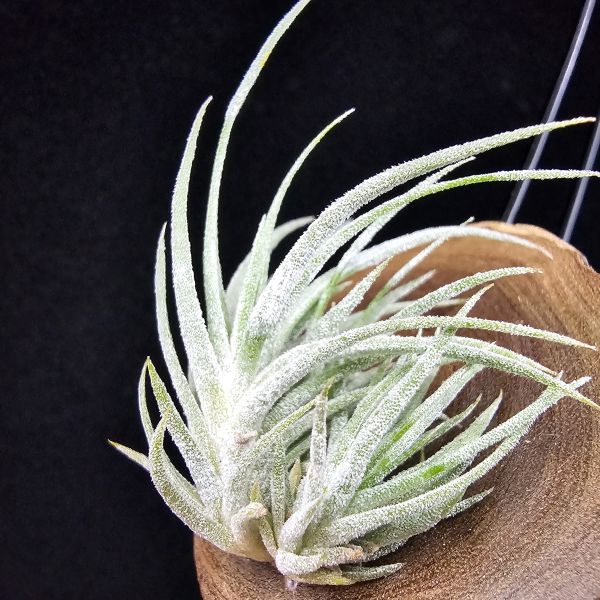 New~小矮人精靈×雞爪(精靈爪?)/Tillandsia ionantha Enano(Tropiflora) × glabrior~熱帶'小矮人精靈'與銀葉質感的'雞爪'交種，有點奇葩XD~叢生滿美、毛毛的~ 
