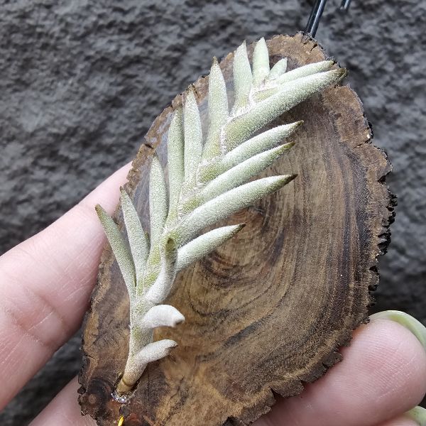 Tillandsia capillaris(Europe)~歐洲卡畢、植株不小未見過開花的型態。 
