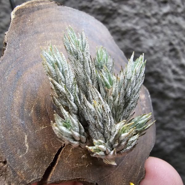彈頭(野採)/Tillandsia pedicellata(Argentina) 