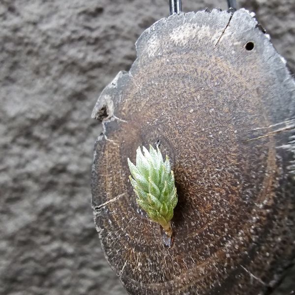 彈頭(黑紫花)/Tillandsia pedicellata Purple Flower(Argentina) 