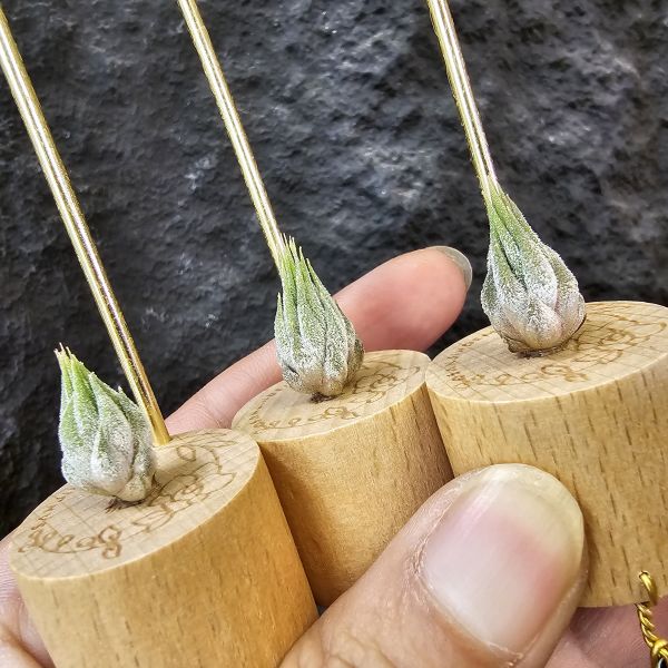 雨林AP(成株早期較細葉)不挑株/Tillandsia ionantha Apretado(RFI) 