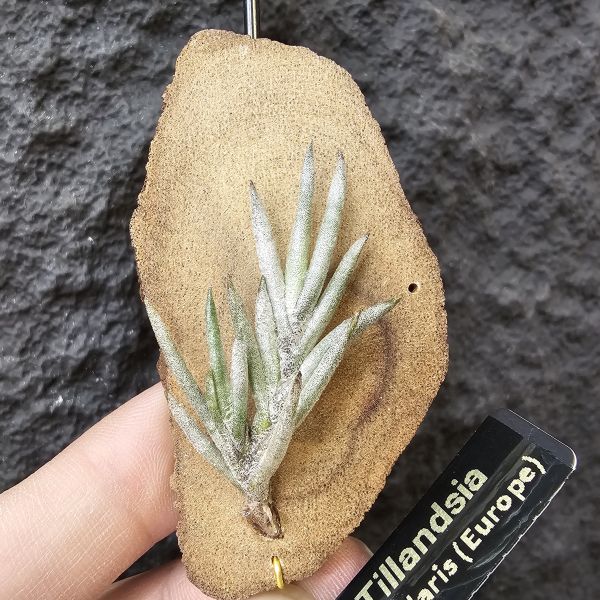 卡畢拉瑞斯(歐洲)帶芽/Tillandsia capillaris (Europe)~圖四可參考叢生型態 