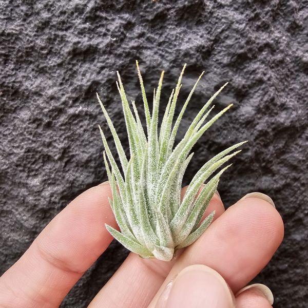 天鵝絨小精靈/Tillandsia ionantha Tall Velvet 