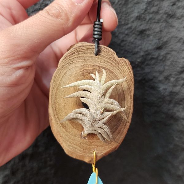 赫塔Minor/Tillandsia Hirta minor 