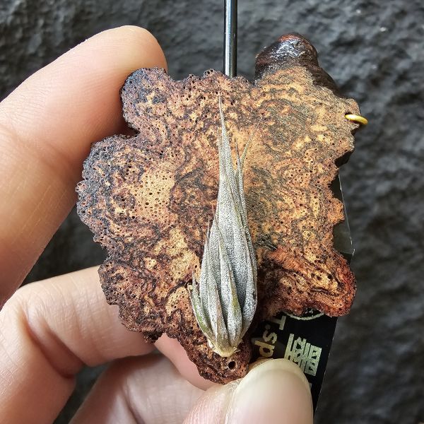 墨西哥SP.(品項優)/Tillandsia species(Mexico) 