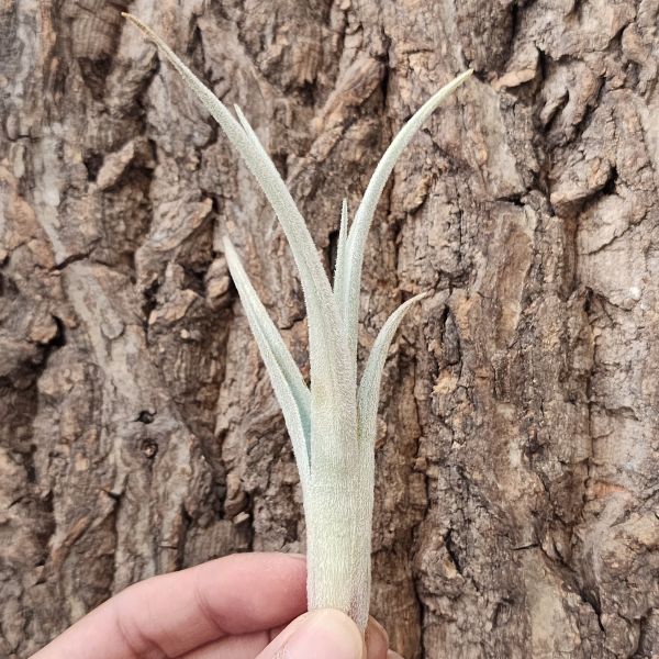薩迦-變異/Tillandsia Zecheri var. zecheri？ 