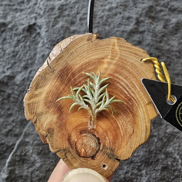 卡畢拉瑞斯-小型/Tillandsia Capillaris lottes 