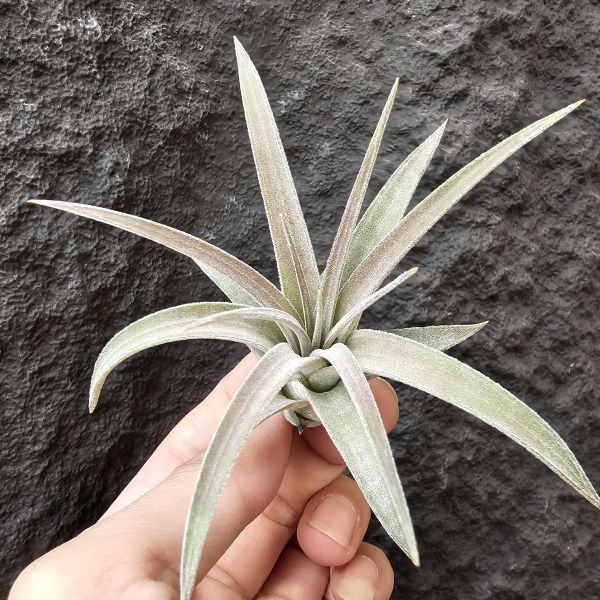 銀飾品(Bird Rock)/Tillandsia Silver Trinket (ionantha × chiapensis) 