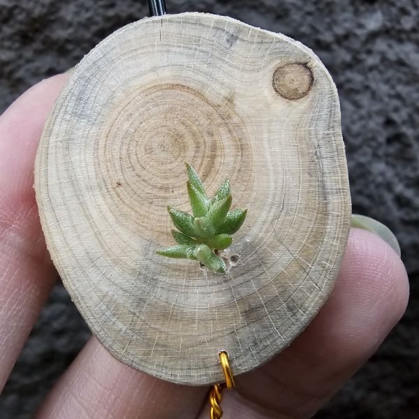 布雷爾(實生)/Tillandsia brealitoensis seedling 
