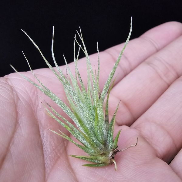 旋風大開曼×電捲燙(長大很美)/Tillandsia flexuosa Grand Cayman × streptophylla~旋風大開曼交種好像都不令人失望！圖四、五較大植株參照！ 