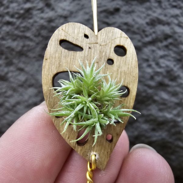 草皮鳳(實生叢)/Tillandsia tricholepis seedling 
