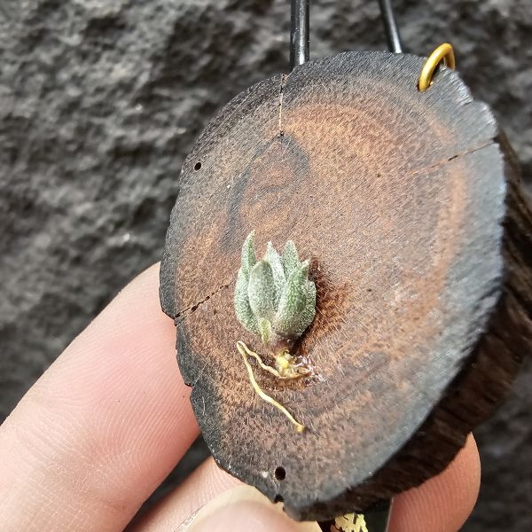 銀冰×雪鵝/Tillandsia chiletensis × SP. 