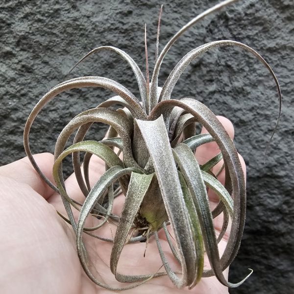 (滷肉×電捲)×BC/Tillandsia (novakii × streptophylla) × Bea Correale 