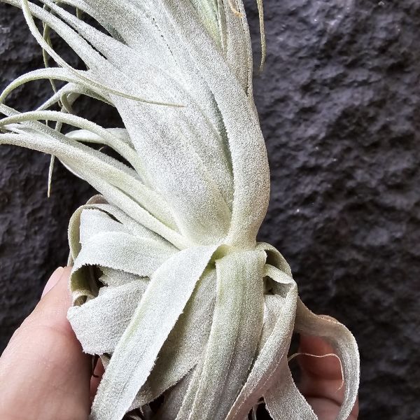 巴西薄紗變異(野採母株後代芽帶大，養非常久穩定植株)/Tillandsia gardneri var. rupicola 