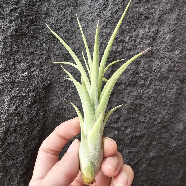 凱爾特噴泉/Tillandsia Celtic Fountain(Red Fountain' x ionantha Druid)紅噴泉×德魯伊小精靈 