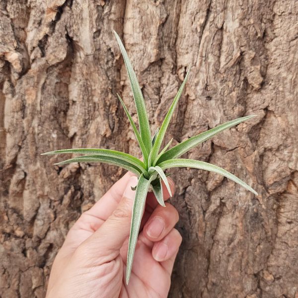 電捲燙×滷肉/Tillandsia Streptophylla × Novakii 