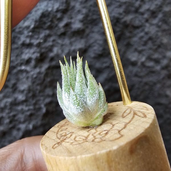 圖騰小精靈/Tillandsia ionantha Totem Pole 