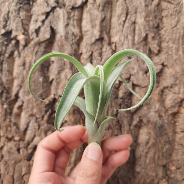 花中花×電捲燙-/Tillandsia Intermedia × Streptophylla 