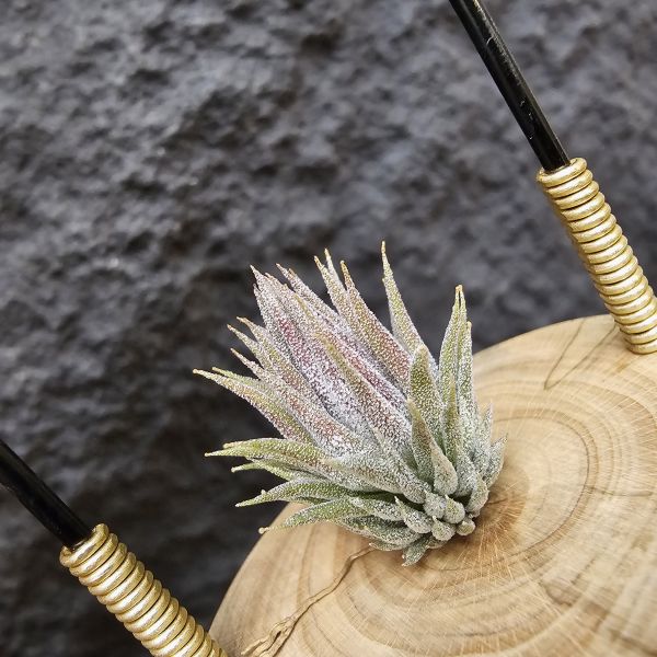 MiniQ(尺寸不小~)/Tillandsia ionantha MiniQ 