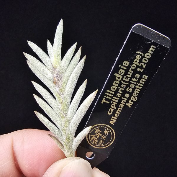 歐洲卡畢/Tillandsia capillaris(Europe)Allemania Salta 1200m Argentina 