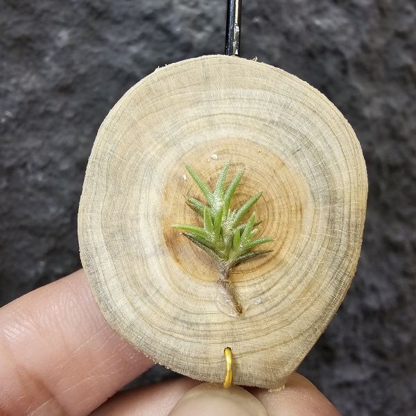 卡畢小型(圖二可參考成長型態)Tillandsia capillaris 