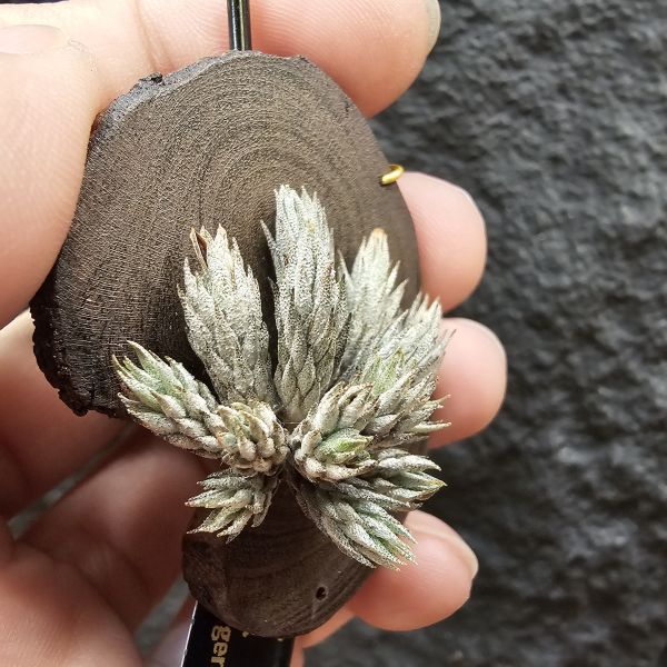 彈頭(14頭)/Tillandsia pedicellata(Argentina)~商店所販售彈頭品項~皆為嚴格挑選植株、無枯萎品項！ 