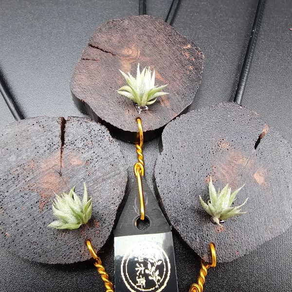 雨林蘿莉(S尺寸不挑株長大都一樣美)/Tillandsia loliacea(RFI)~重油耐用"降真木"板材！ 