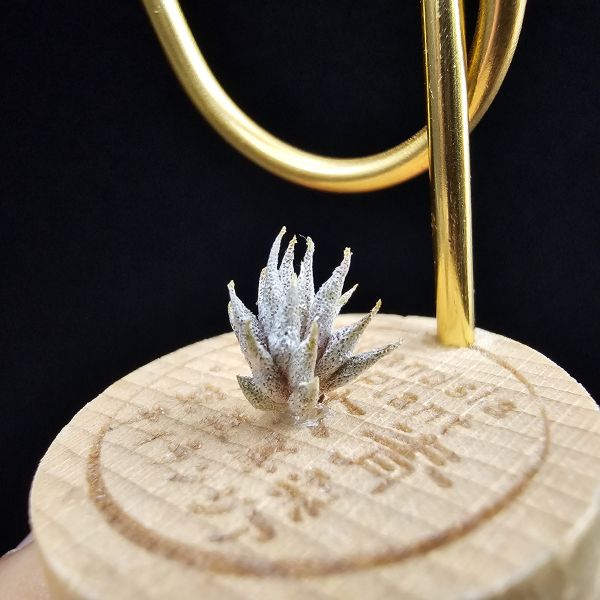 德K榛果×雨林AP(S)/Tillandsia ionantha haselnuss x ionantha Apretado(RFI) 