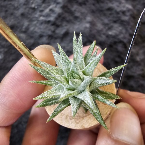 長莖minor/Tillandsia ionantha van. minor form 