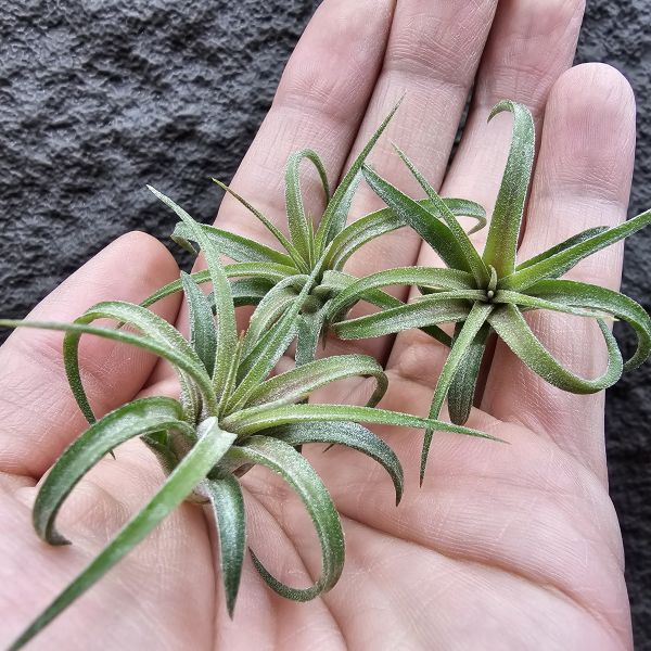 獵食者小精靈-雨林(葉間顯色)/Tillandsia ionantha Predator(RFI) 