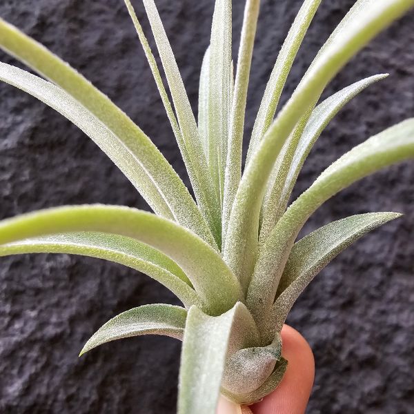 日曆女孩/ Tillandsia Calendar Girl 