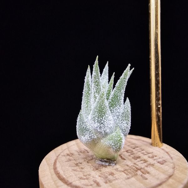 薰衣草小精靈(夏威夷)/Tillandsia ionantha Hawaiian Lavender 