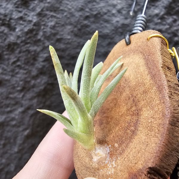 玫瑰斑(德國)/Tillandsia rosacea 