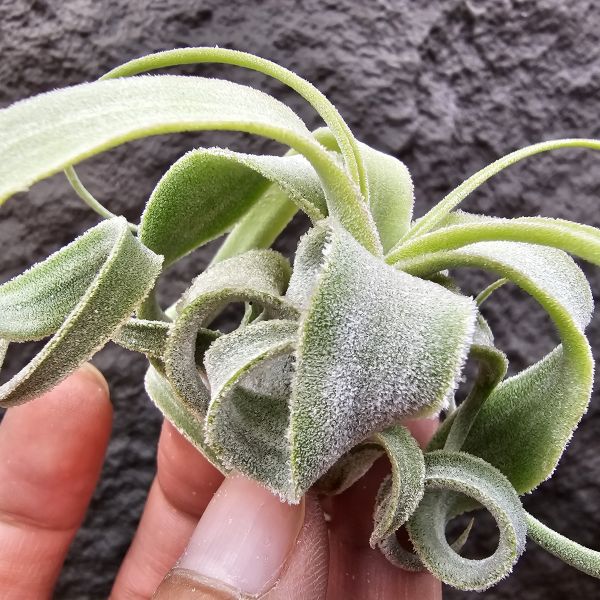 BC×迷你電捲(首輪側芽不小了成株也不大棵)/Tillandsia BC(streptophylla Belize  × chiapensis) × diguetii (YCB) 