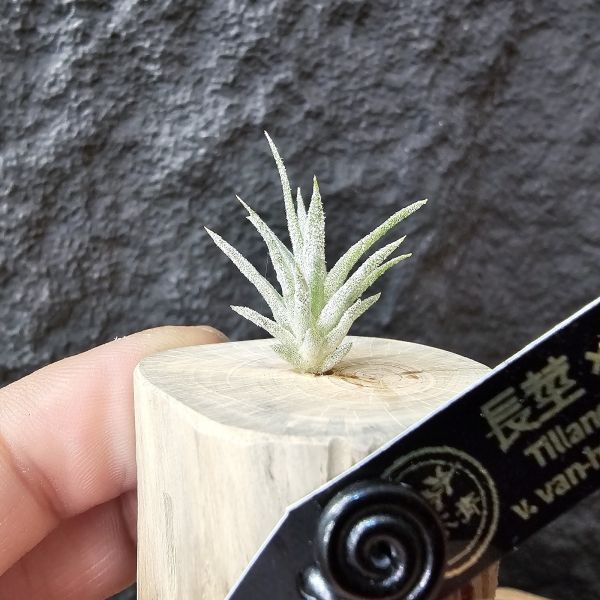 長莖×可愛派/Tillandsia ionantha v. van-hyningii × Cutie Pie 